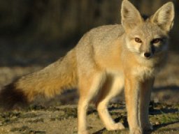 renard_nain_20211210_1329714608